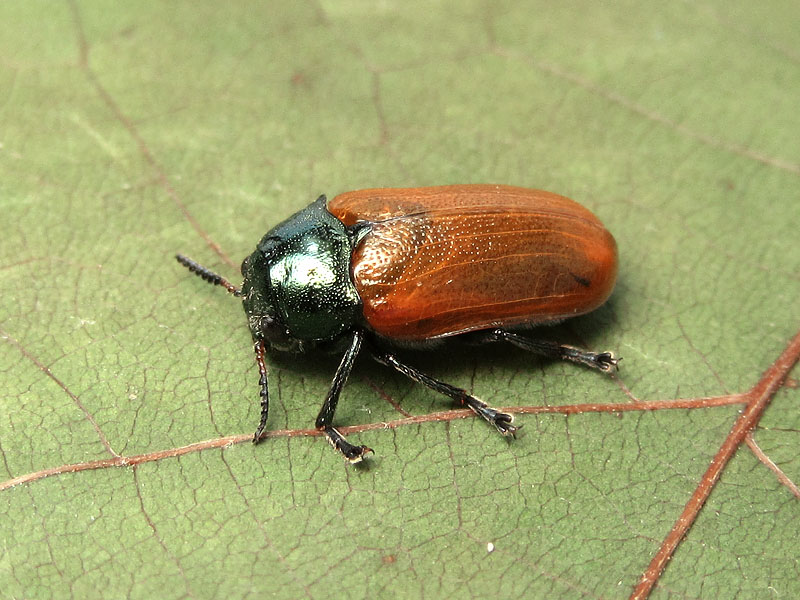 Chrysomelidae: Labidostomis ?  S, Labidostomis  cyanicornis, femmina